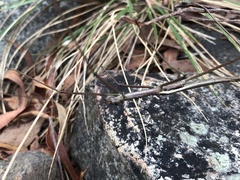 Ctenomorpha marginipennis