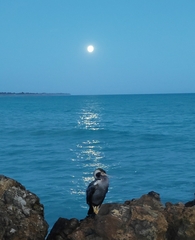Phalacrocorax punctatus