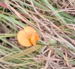 Tephrosia marginella