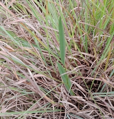 Tephrosia marginella