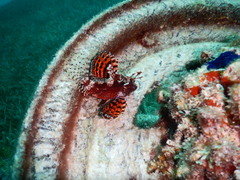 Dendrochirus brachypterus