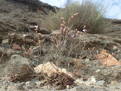 Limonium virgatum