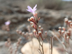 Limonium virgatum