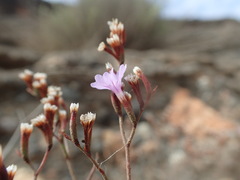 Limonium virgatum