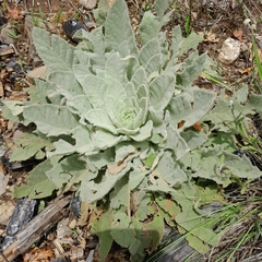Verbascum densiflorum
