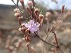 Limonium virgatum