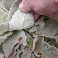 Verbascum densiflorum