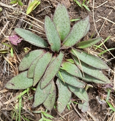 Ledebouria sandersonii