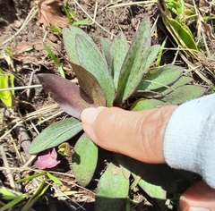 Ledebouria sandersonii