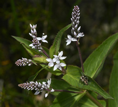 Veronica derwentiana