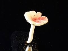 Russula bella