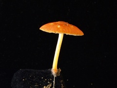 Pluteus aurantiorugosus