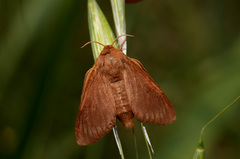 Malacosoma franconicum