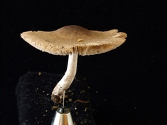 Coprinopsis cineraria