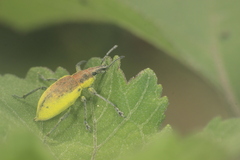 Chlorophanus pollinosus