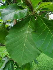 Tectona grandis