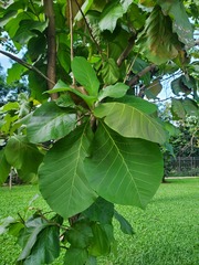 Tectona grandis