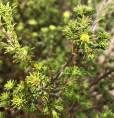 Phyllota pleurandroides