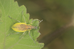 Chlorophanus pollinosus