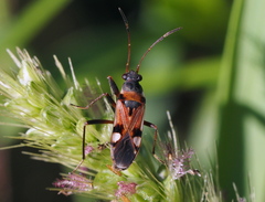 Beosus quadripunctatus