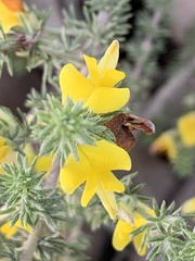 Aspalathus opaca rostriloba