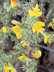 Aspalathus opaca rostriloba