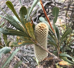 Banksia ornata
