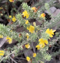 Aspalathus opaca rostriloba