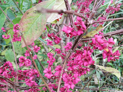 Euonymus europaeus