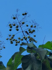 Tectona grandis