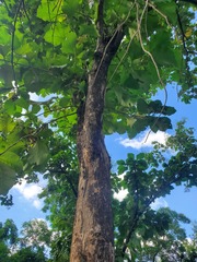 Tectona grandis