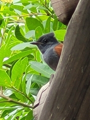 Terpsiphone viridis granti