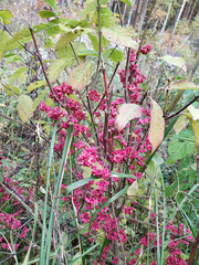 Euonymus europaeus