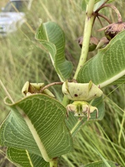 Pachycarpus appendiculatus
