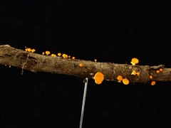 Dicephalospora rufocornea