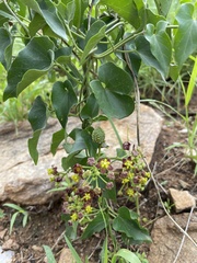 Pentarrhinum insipidum