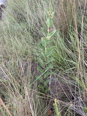 Pachycarpus appendiculatus
