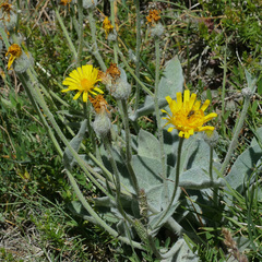 Hieracium tomentosum