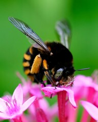 Amegilla quadrifasciata maderae