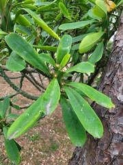 Euphorbia neriifolia