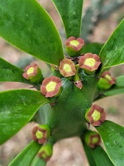 Euphorbia neriifolia