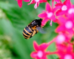 Amegilla quadrifasciata maderae