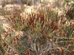 Allocasuarina pusilla