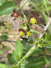 Pentarrhinum insipidum