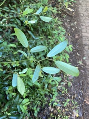 Monanthotaxis caffra