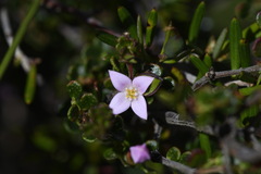 Boronia algida