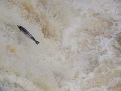 Salmo salar