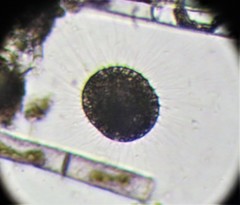Heliozoa