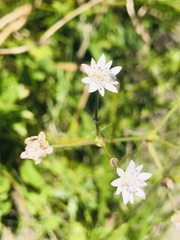 Alepidea peduncularis