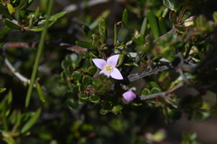 Boronia algida